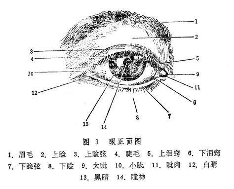 上下眼